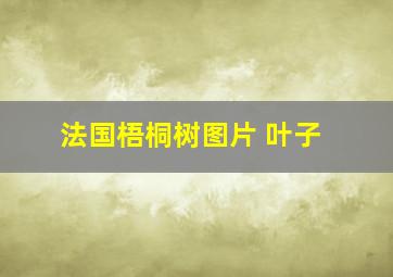 法国梧桐树图片 叶子